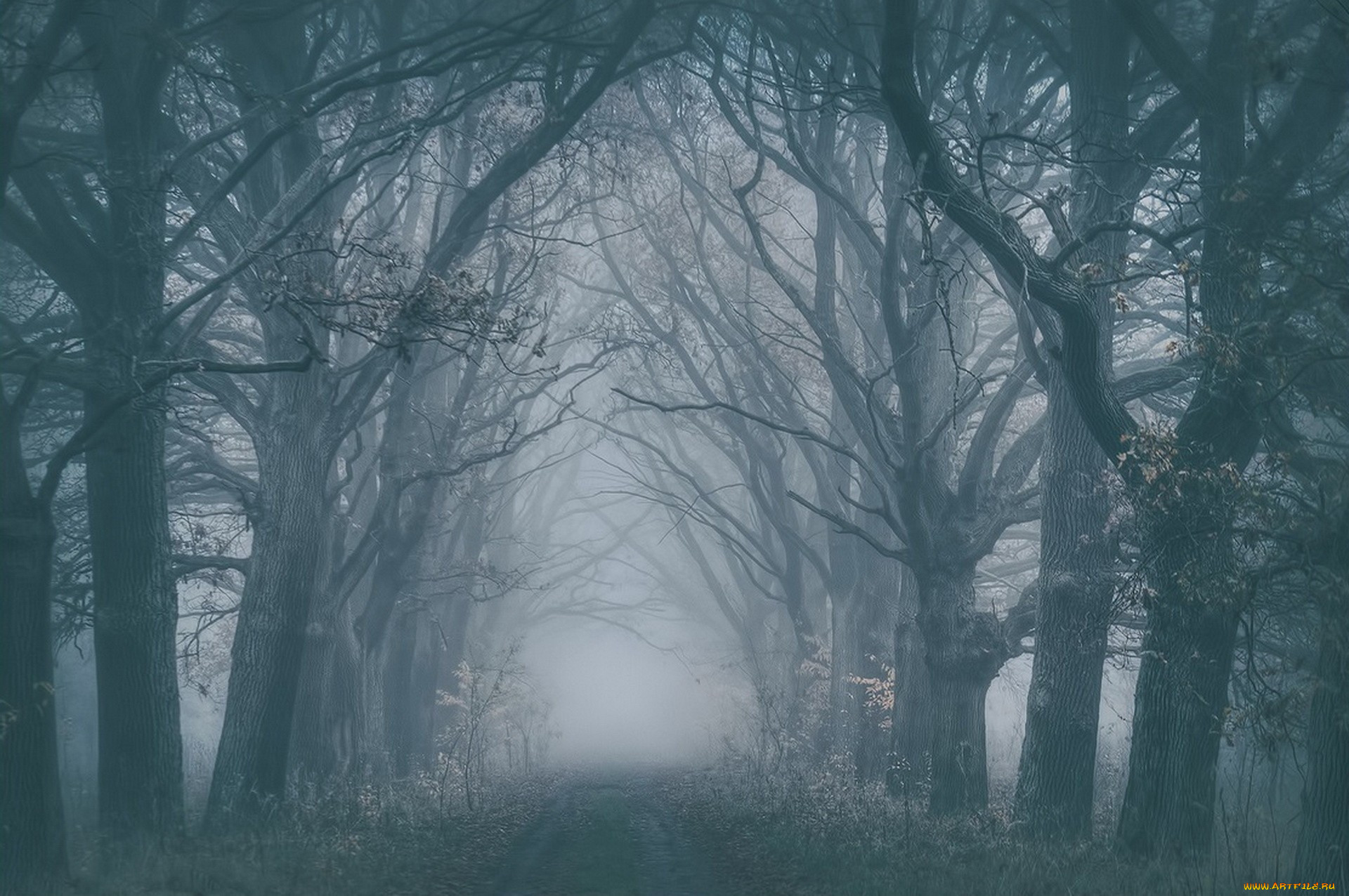 Страшный туманный лес